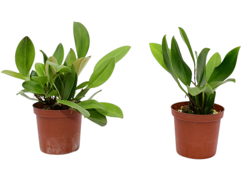 Zootrophion atropurpureum (Big)