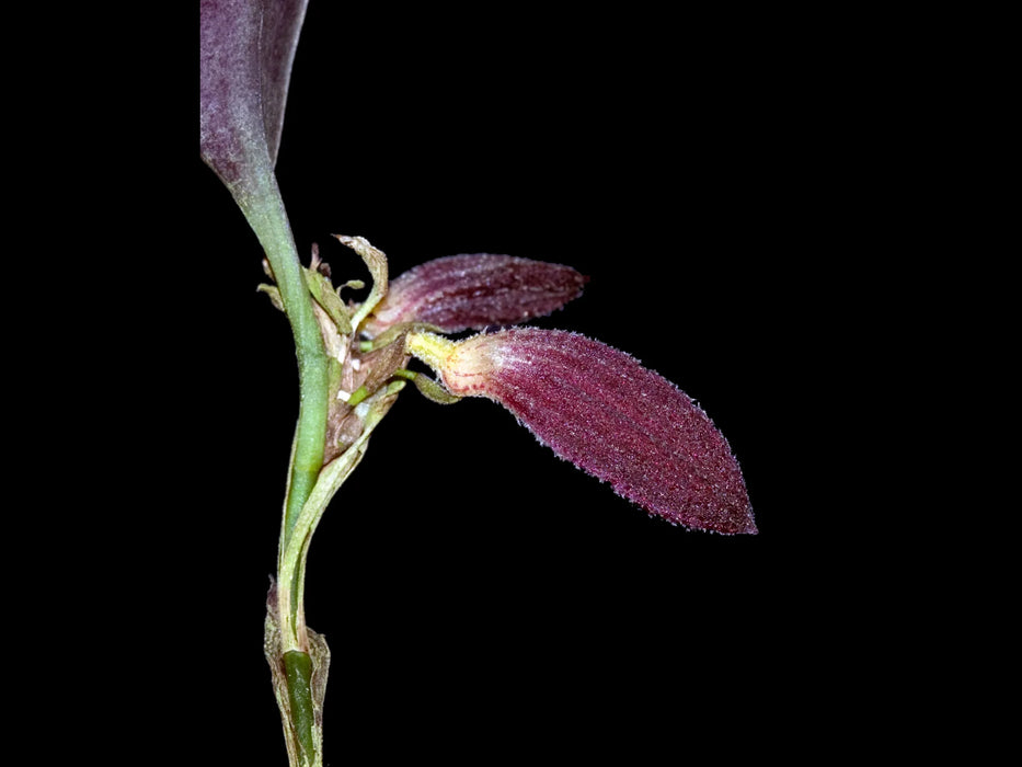 Zootrophion beloglottis