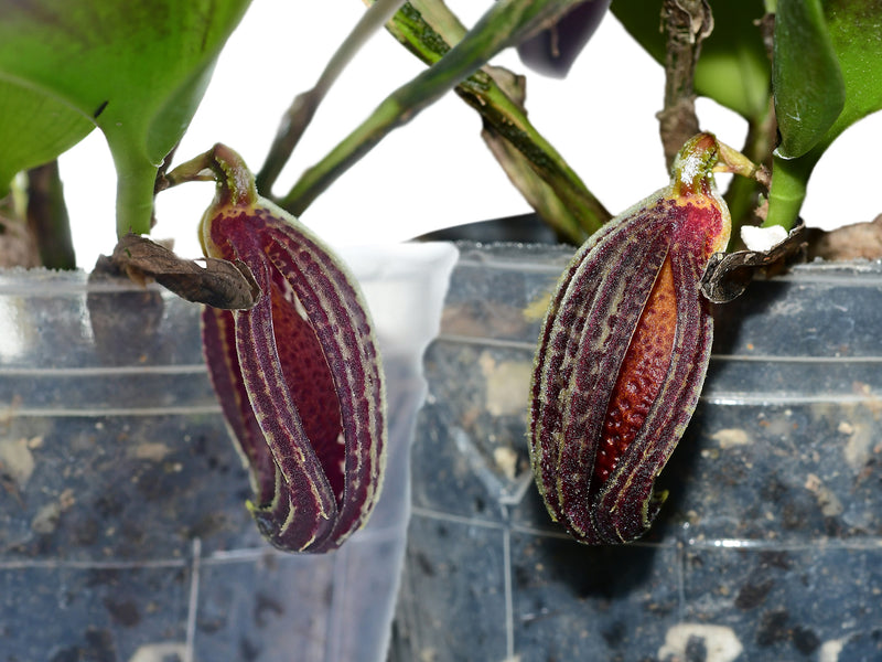 Zootrophion dayanum 'Gigi'