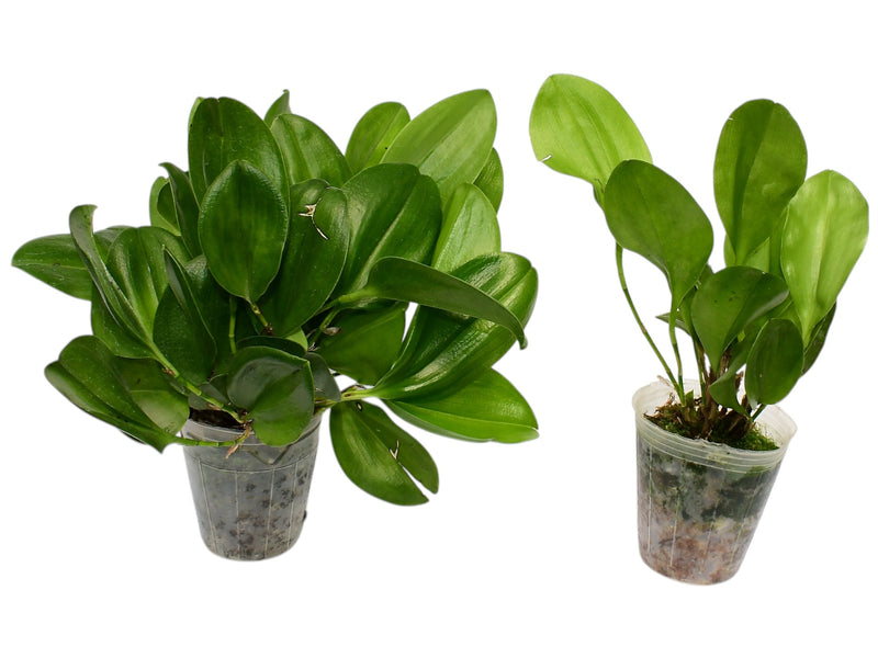 Zootrophion dayanum 'Gigi' (Big)