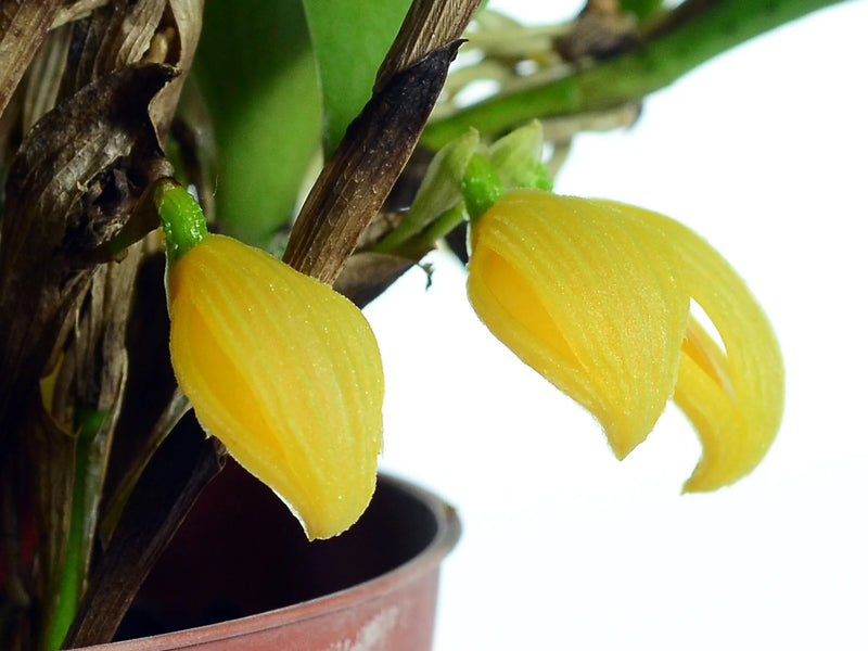 Zootrophion dayanum xanthinum