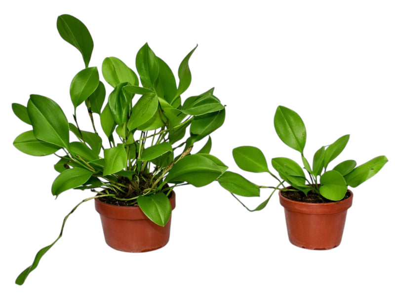 Zootrophion dayanum xanthinum (Big)