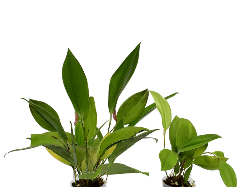 Zootrophion dodsonii (Big)