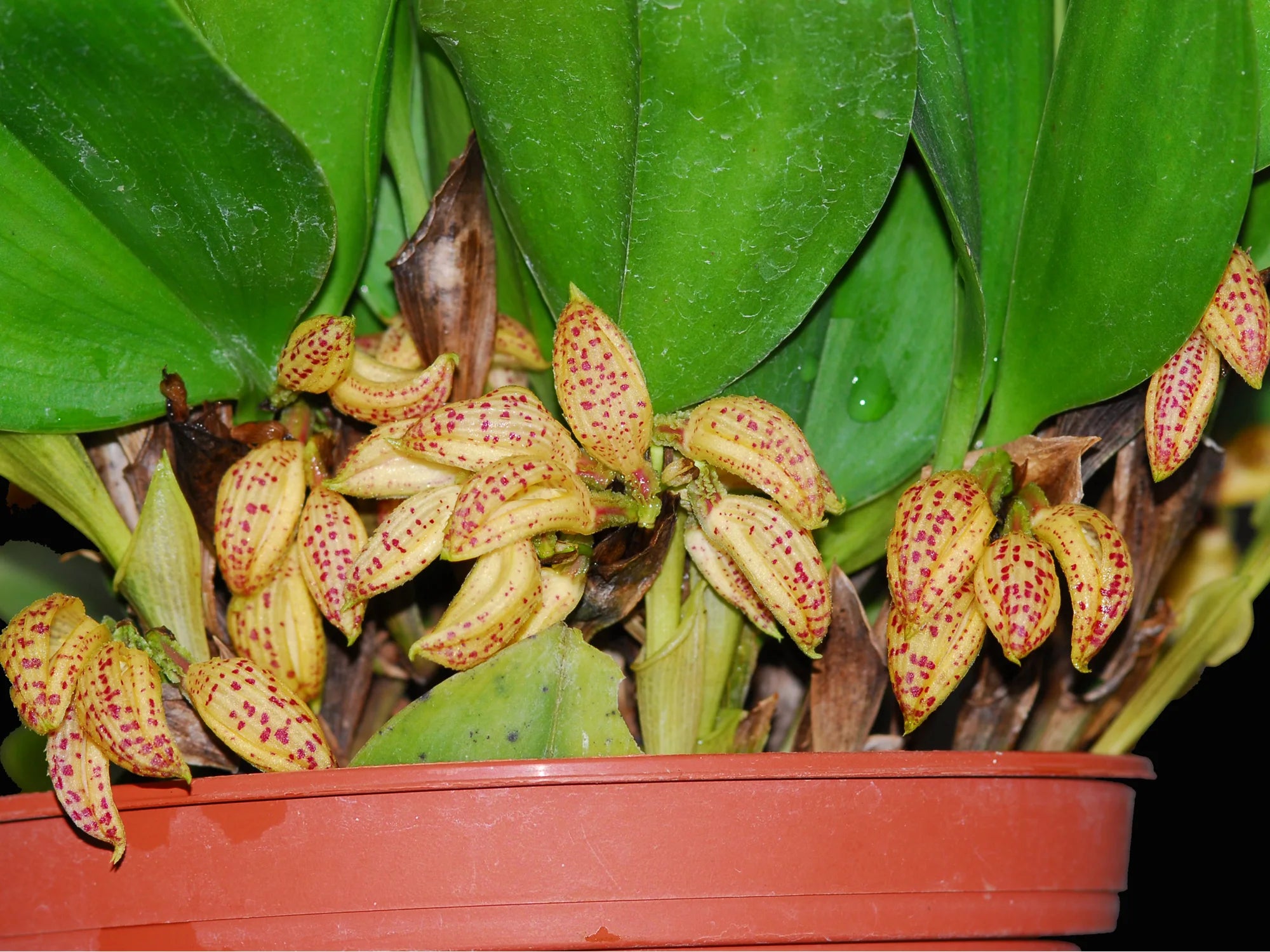 Zootrophion endresianum