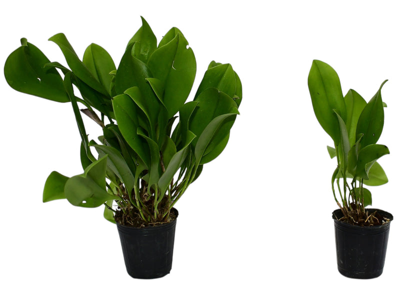 Zootrophion endresianum (Big)