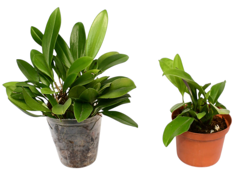 Zootrophion lappaceum (Big)