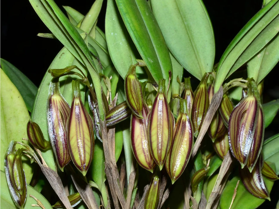 Zootrophion oblongifolium