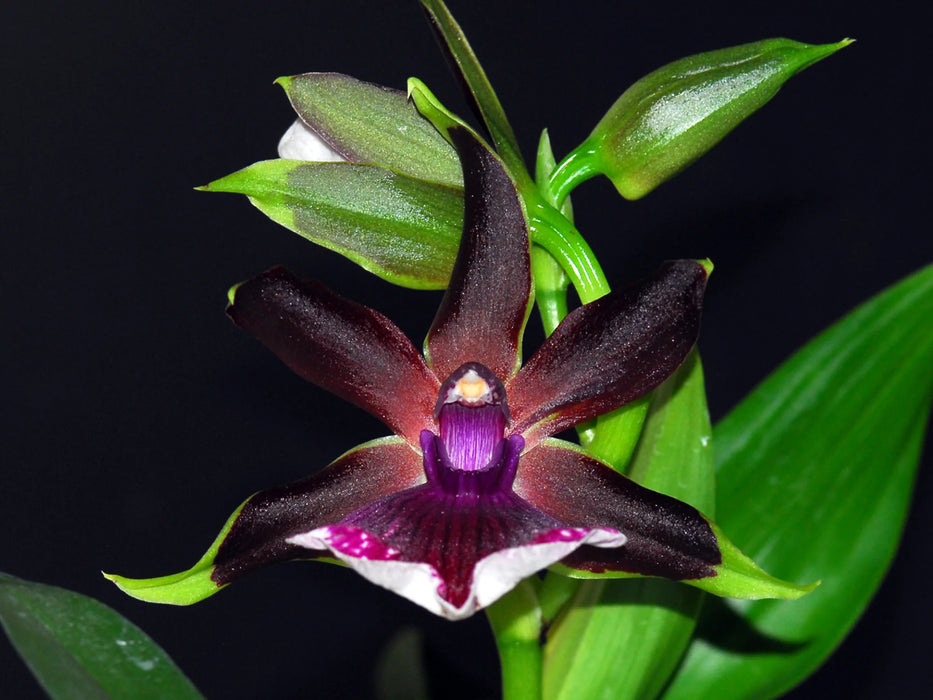 Zygopetalum Ann Kiss