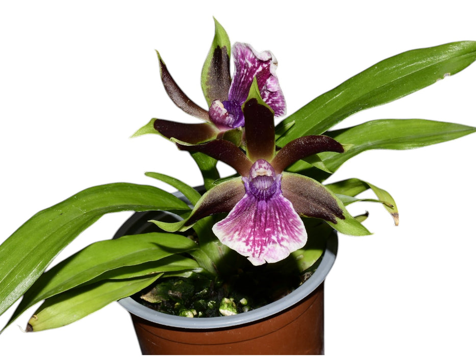 Zygopetalum Ann Kiss x Warczewiczella timbiensis