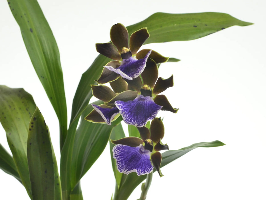 Zygopetalum Artur Elle Essendon x Zba Chocolak Ku