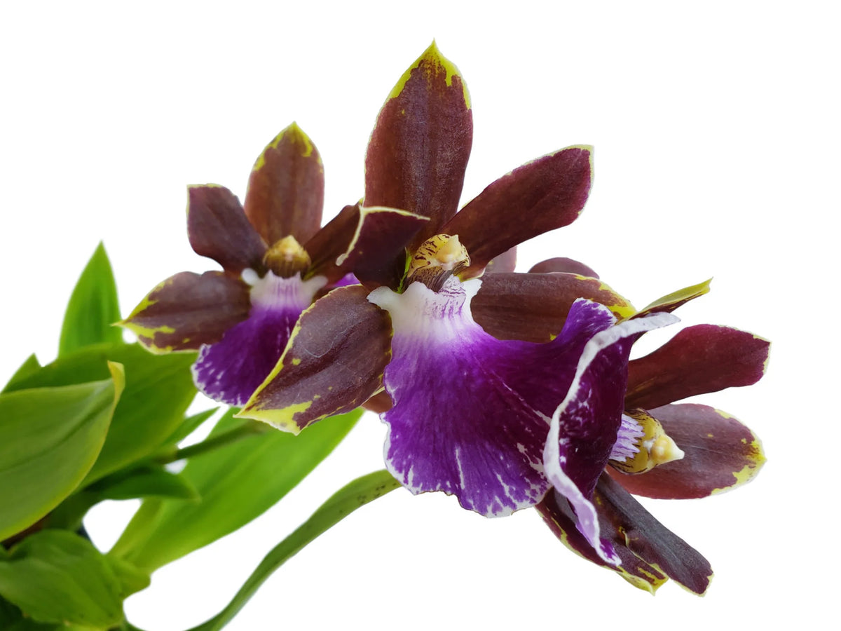 Zygopetalum Zr10 Redvale 'Pretty Ann' — Ecuagenera Orquídeas del Ecuador