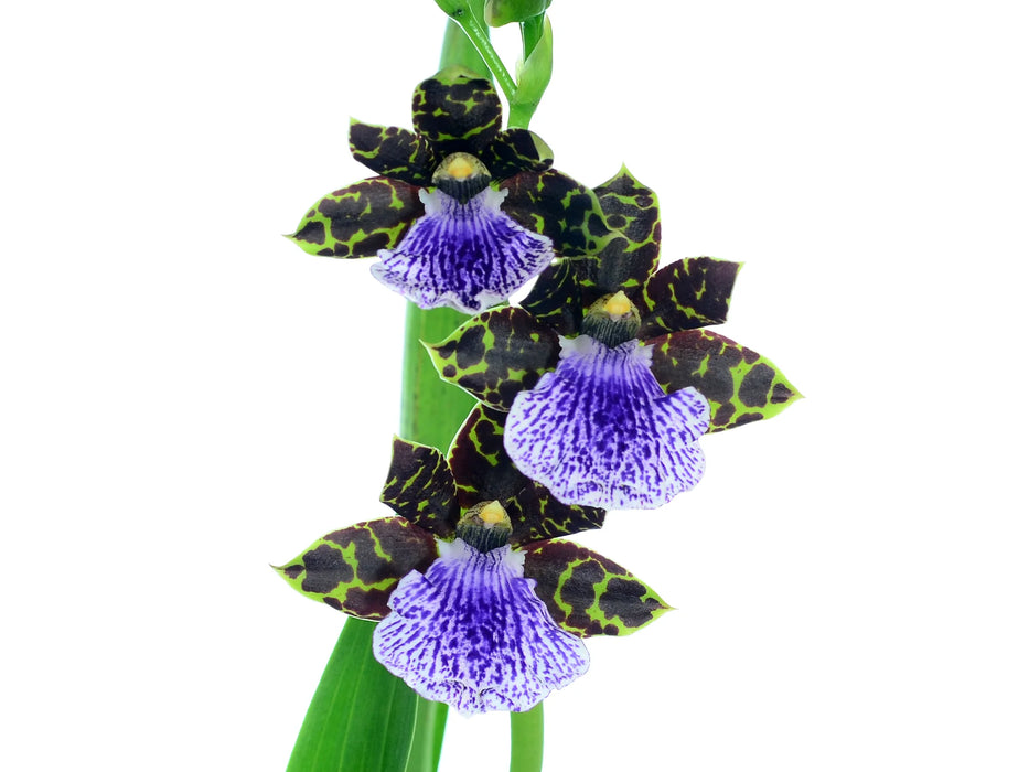 Zygopetalum Zr11 Redvale Fire Kiss