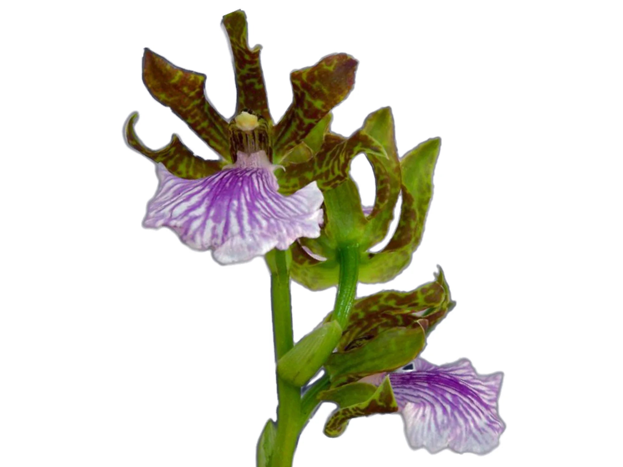 Zygopetalum maculatum