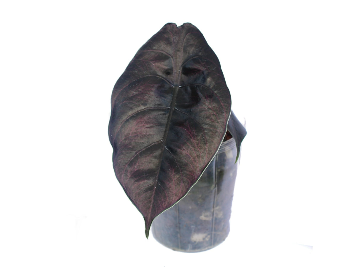 Alocasia azlanii – Rare Iridescent Metallic Foliage Plant