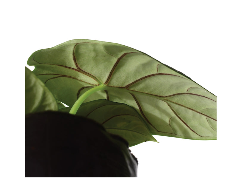 Alocasia baginda 'Silver Dragon'
