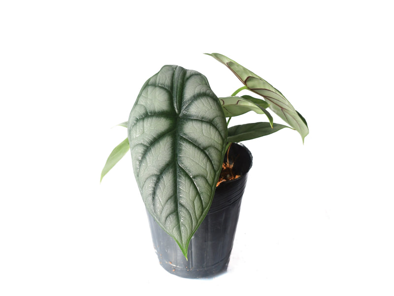 Alocasia baginda 'Silver Dragon'