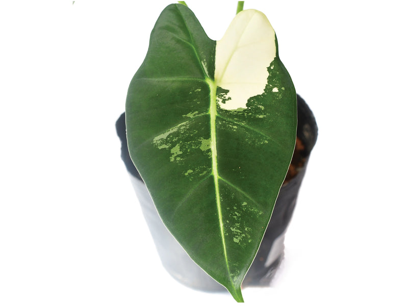 philodendron frydek Alocasia Frydek Variegata — Ecuagenera Orquídeas del Ecuador