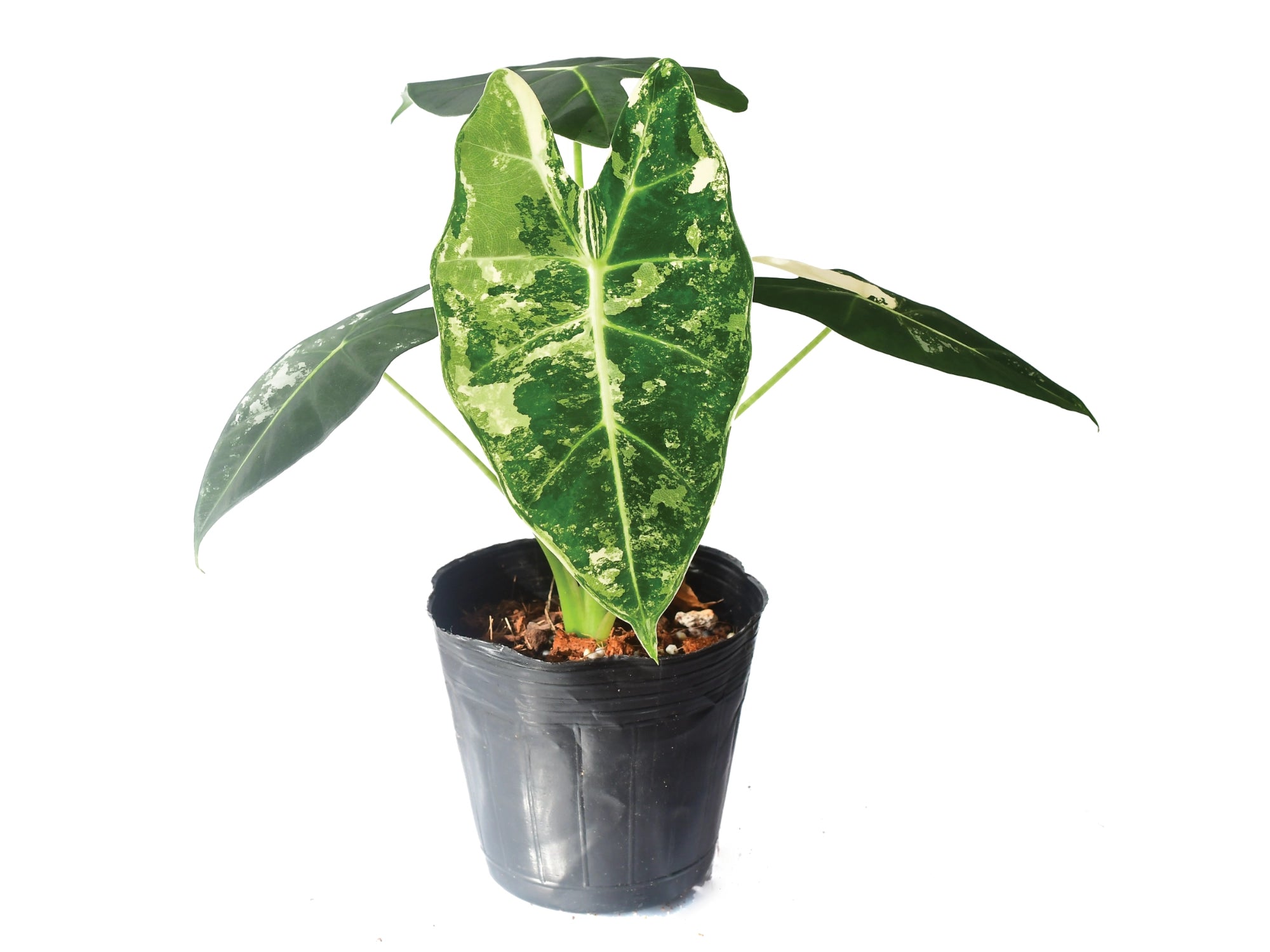Alocasia ‘Frydek’ Variegata (11cm)
