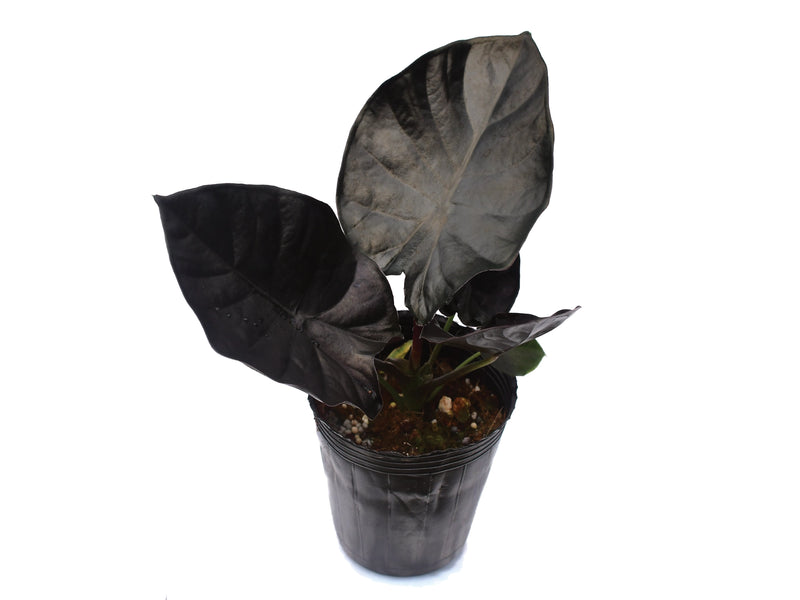 Alocasia infernalis 'Black Magic'