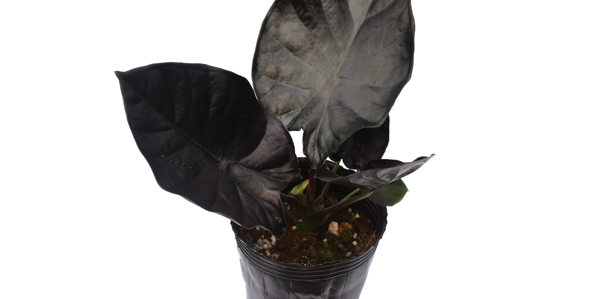 インカの秘宝　(メキシコ) alocasia_infernalis_black_magi