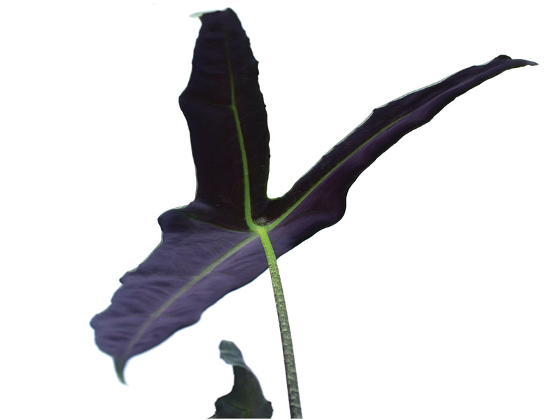 Alocasia longiloba narrow sp 'Borneo'