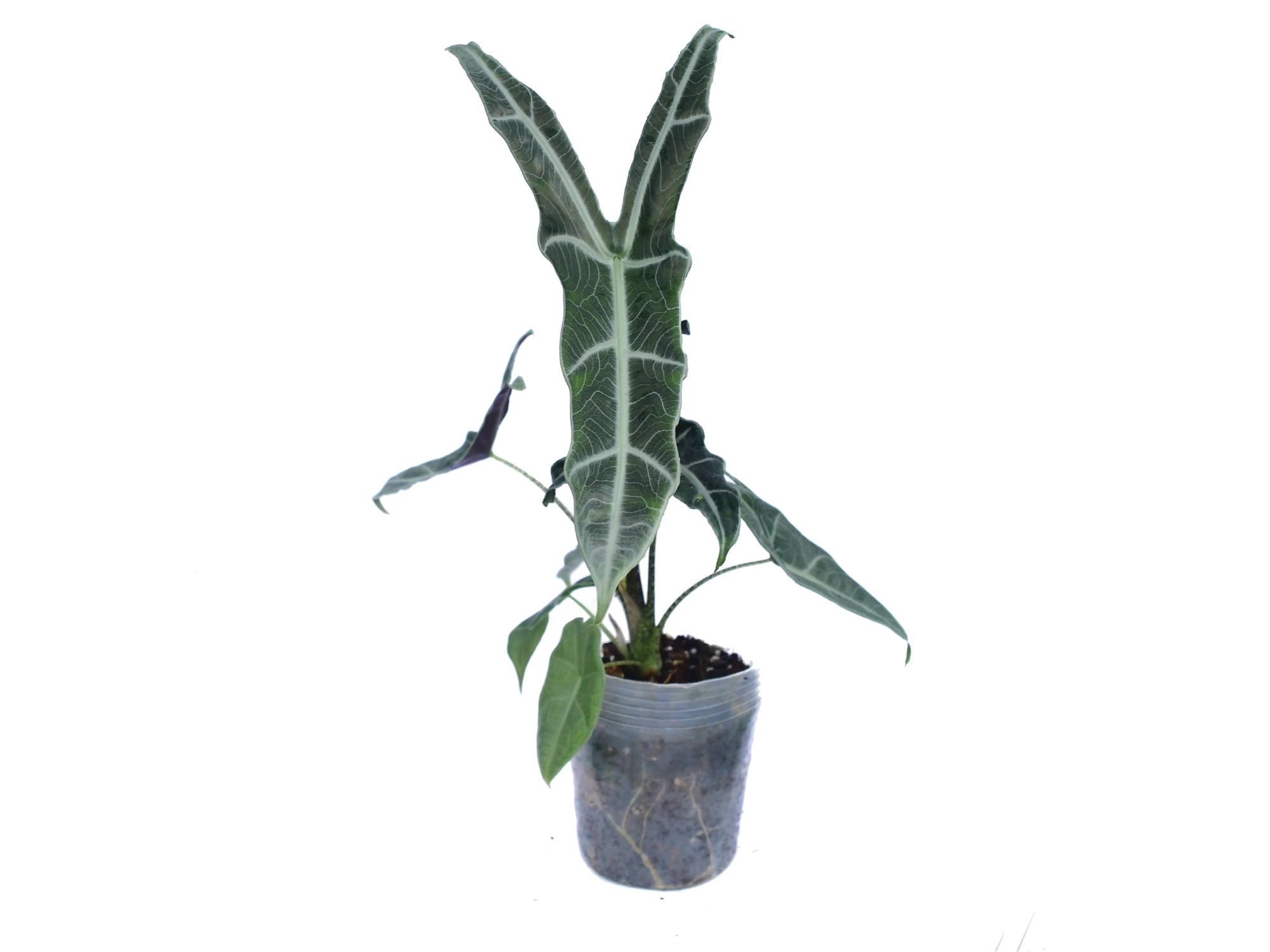 Alocasia longiloba narrow sp 'Borneo'