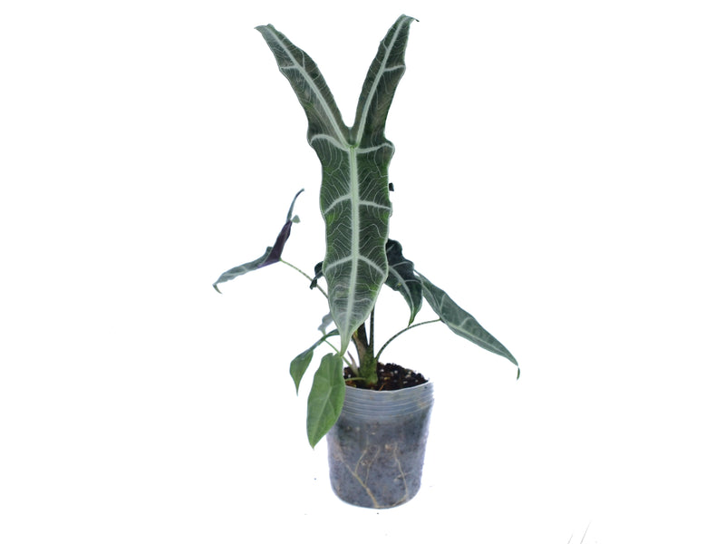 Alocasia longiloba narrow sp 'Borneo'