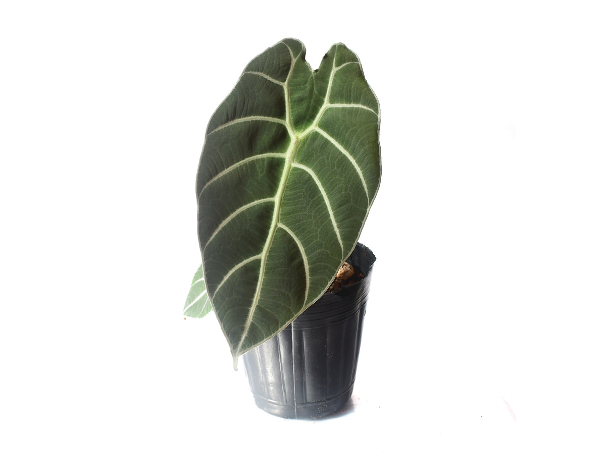 Alocasia watsoniana  Ecuagenera Orqudeas del Ecuador