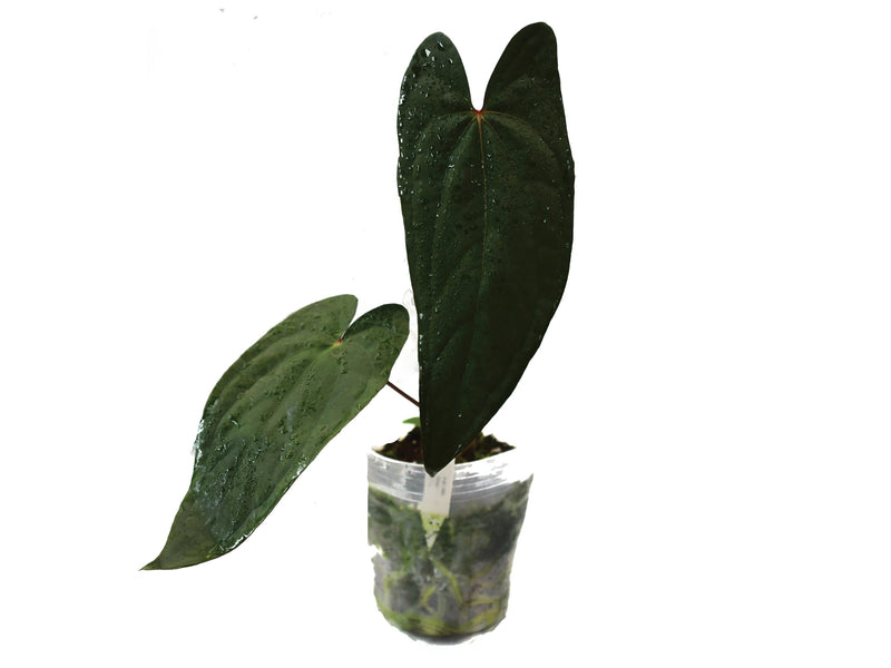 Anthurium Leonie Portilla
