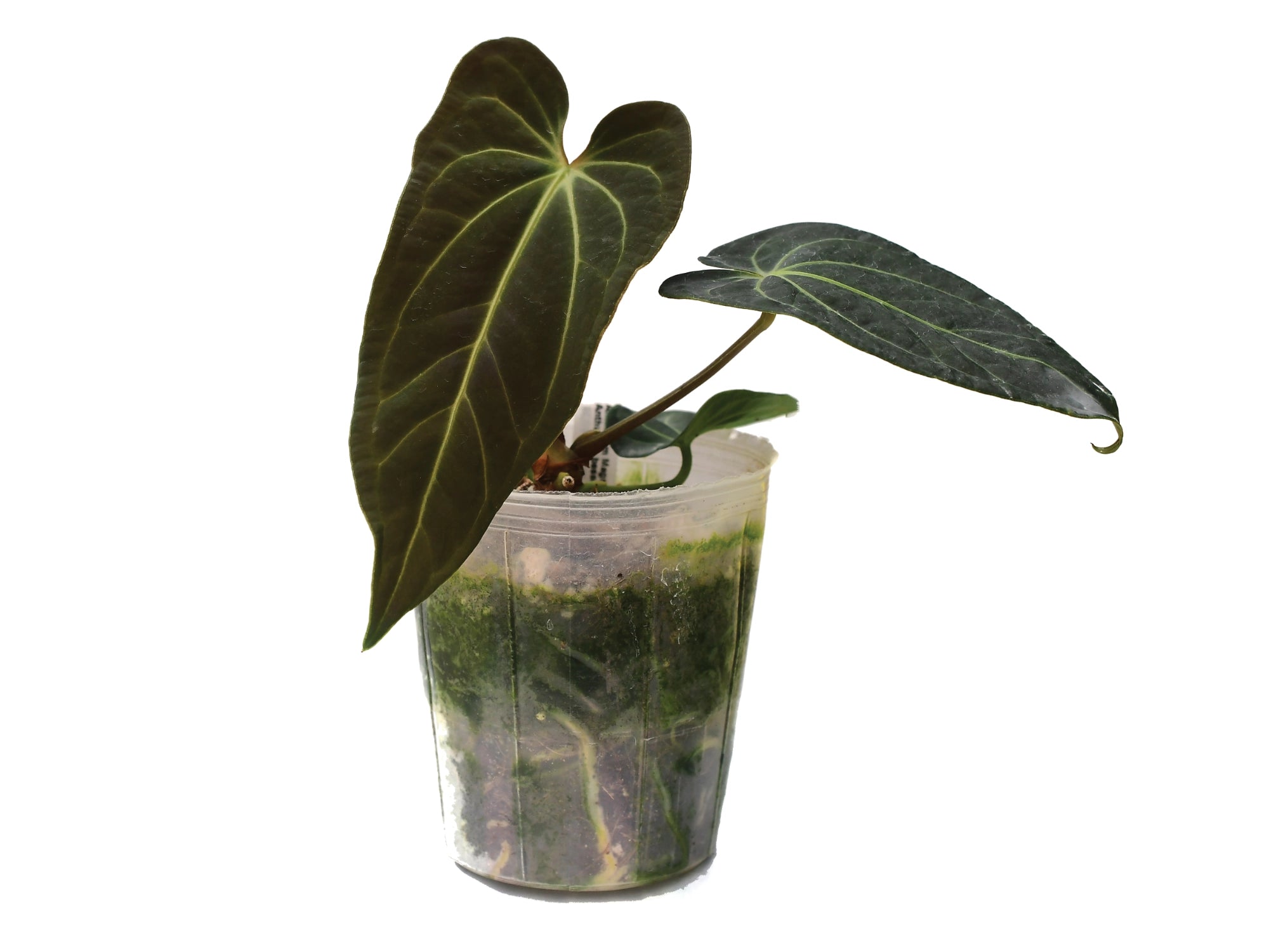 anthurium magnificum x besseae aff Anthurium Urban Oasis