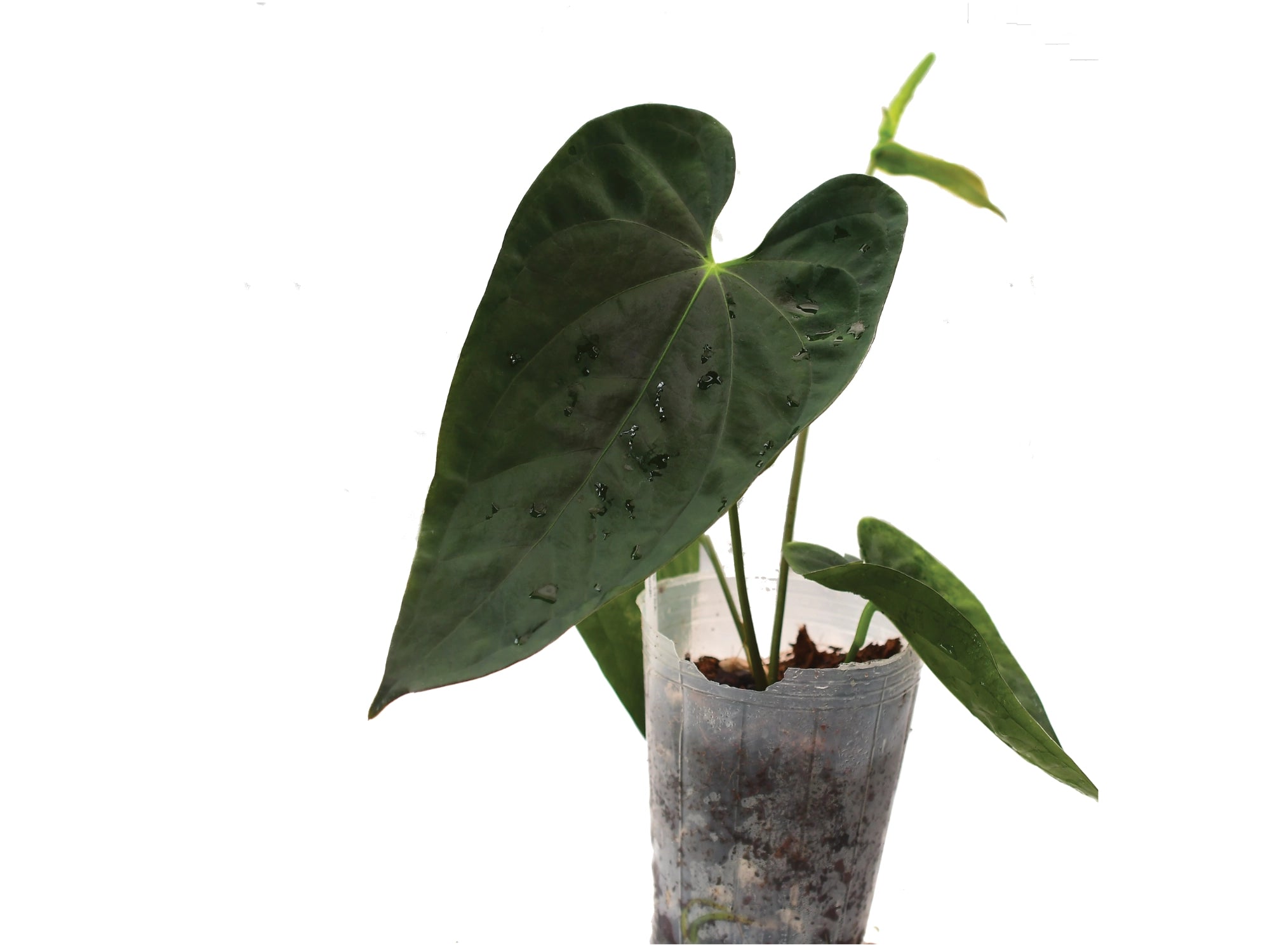 Anthurium Obsidian