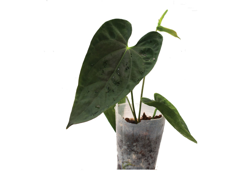 Anthurium Obsidian 