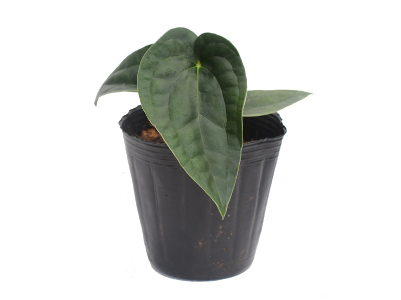 Anthurium Ximeportilla (seedling)