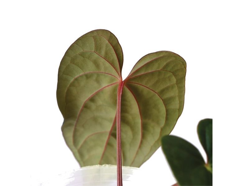 Anthurium Ximeportilla inverse crossing — Ecuagenera Orquídeas del