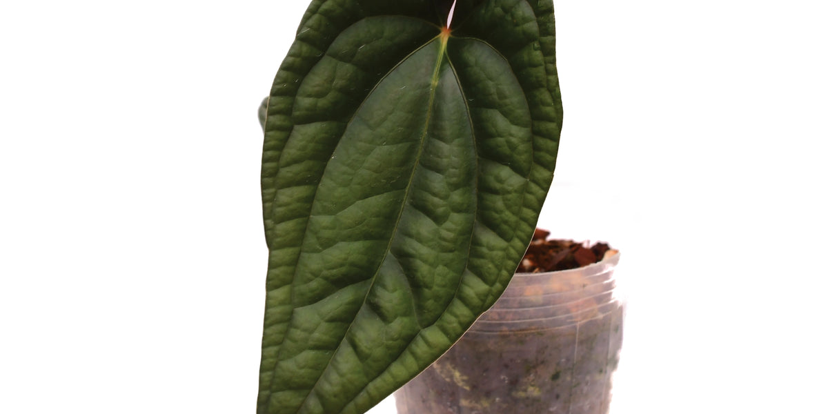 anthurium portilloi Anthurium Ximeportilla — Ecuagenera Orquídeas del Ecuador