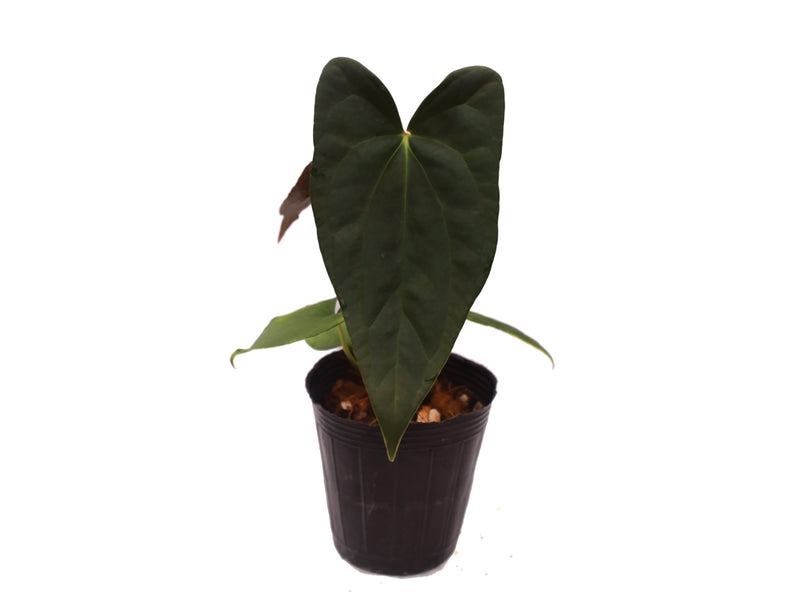 Anthurium Amazon Beauty x Anthurium papillilaminum