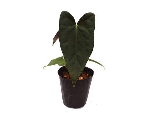anthurium miami beauty Anthurium Butterfly Beauty — Ecuagenera Orquídeas del Ecuador