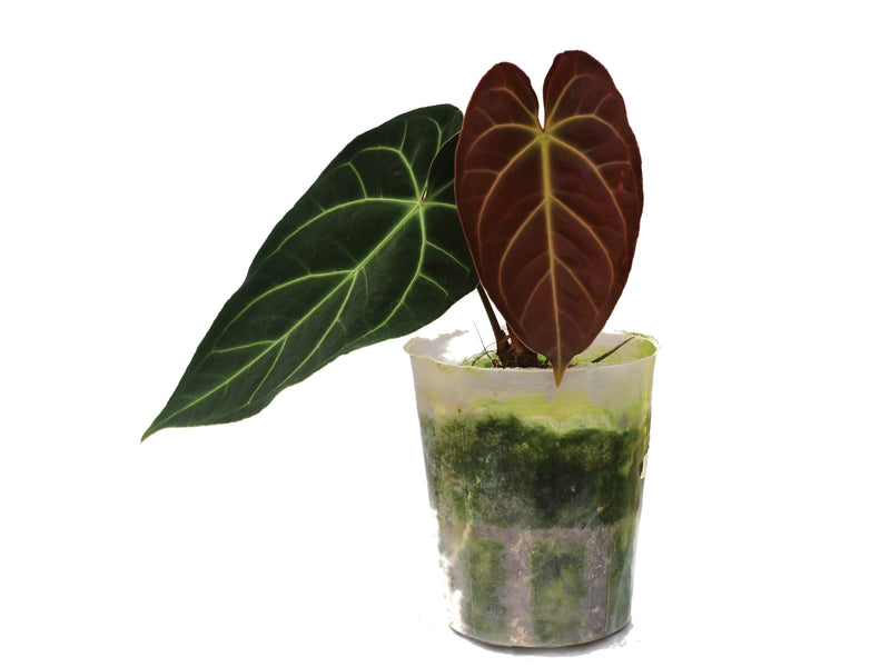 Anthurium Crystal Sky x Anthurium besseae aff 'Inverse crossing'