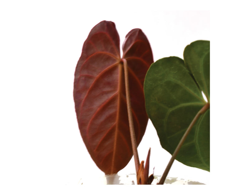 Anthurium Crystal Sky x Anthurium besseae aff 'Inverse crossing'