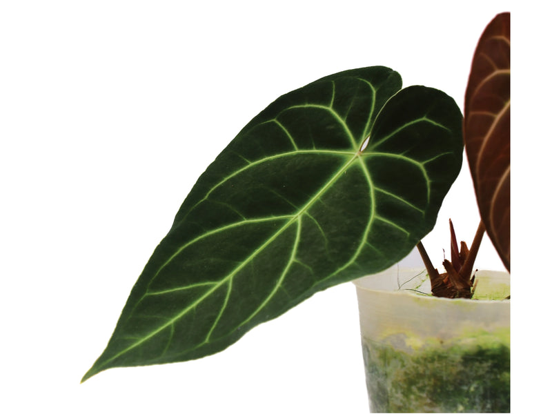 Anthurium Crystal Sky x Anthurium besseae aff 'Inverse crossing'