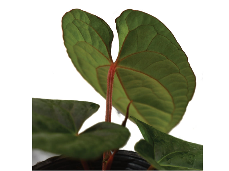 Anthurium Crystal Sky x Anthurium luxurians 'Inverse crossing'