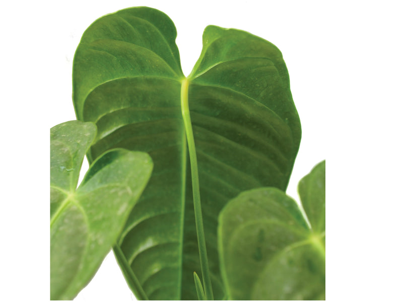 Anthurium delannayi x Anthurium veitchii