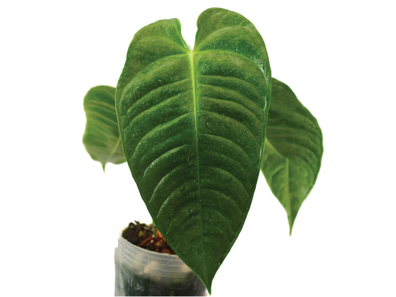 Anthurium delannayi x Anthurium veitchii