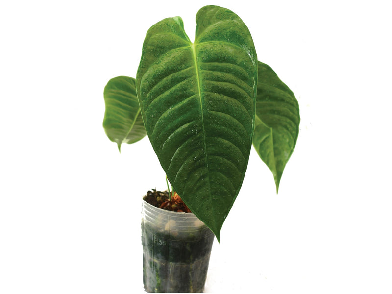 Anthurium delannayi x Anthurium veitchii