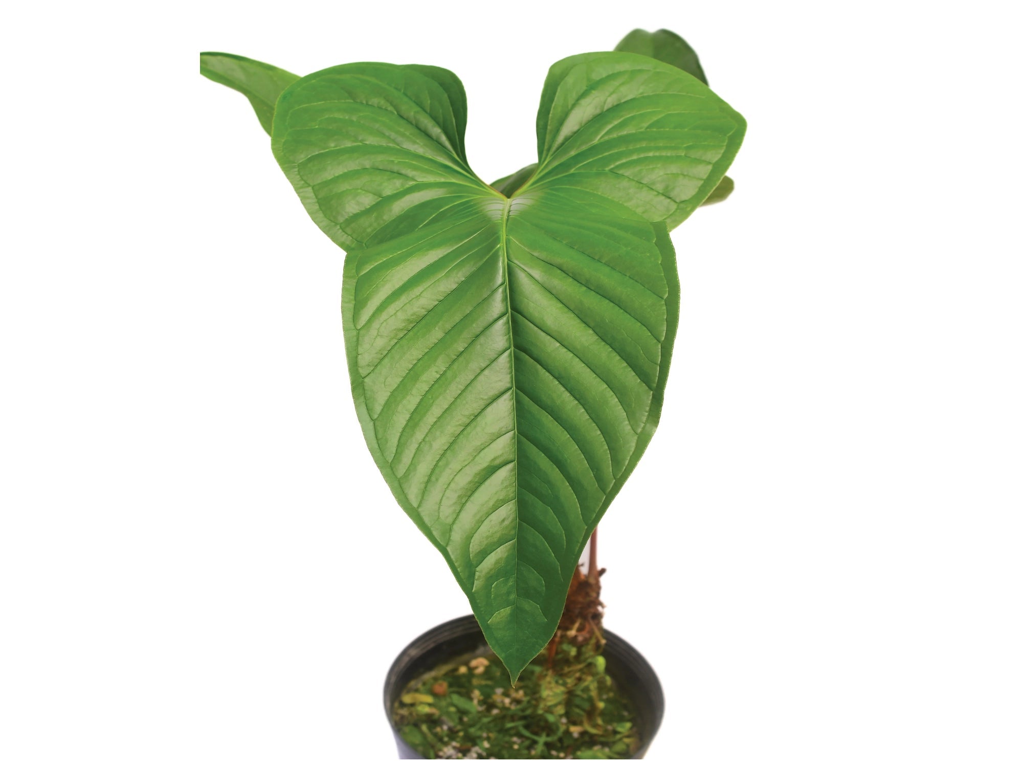 Anthurium draconopterum 'Paradise'