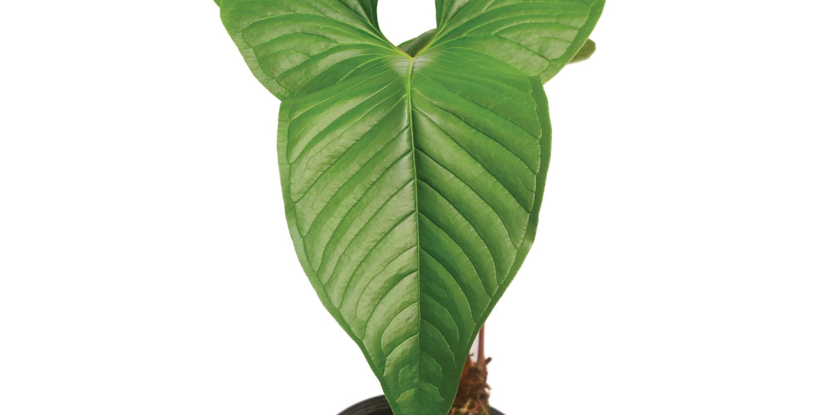 anth_draconopterum_Paradise_pl