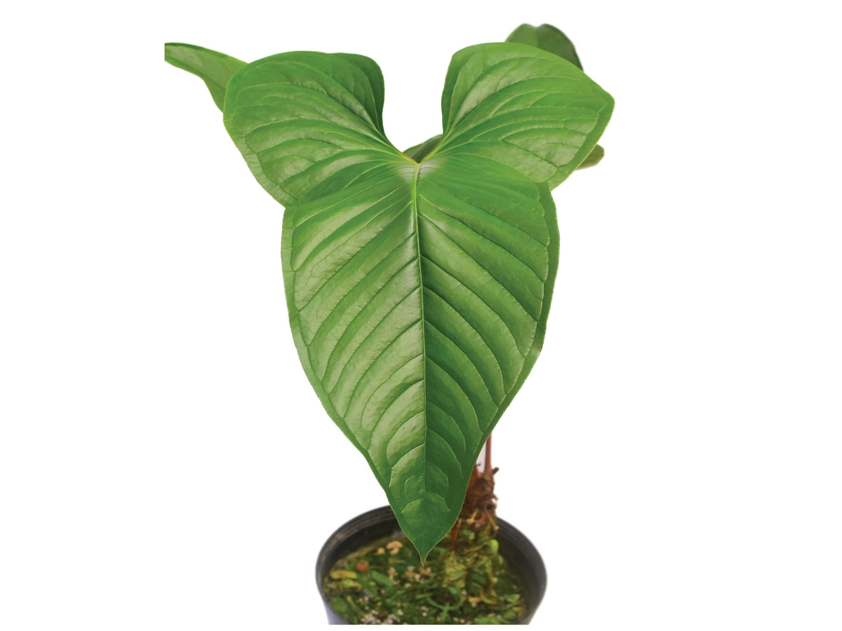 Anthurium draconopterum 'Paradise' — Ecuagenera Orquídeas del Ecuador