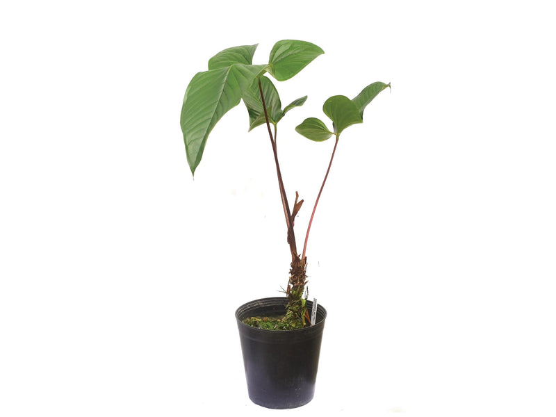 Anthurium draconopterum 'Paradise' — Ecuagenera Orquídeas del Ecuador