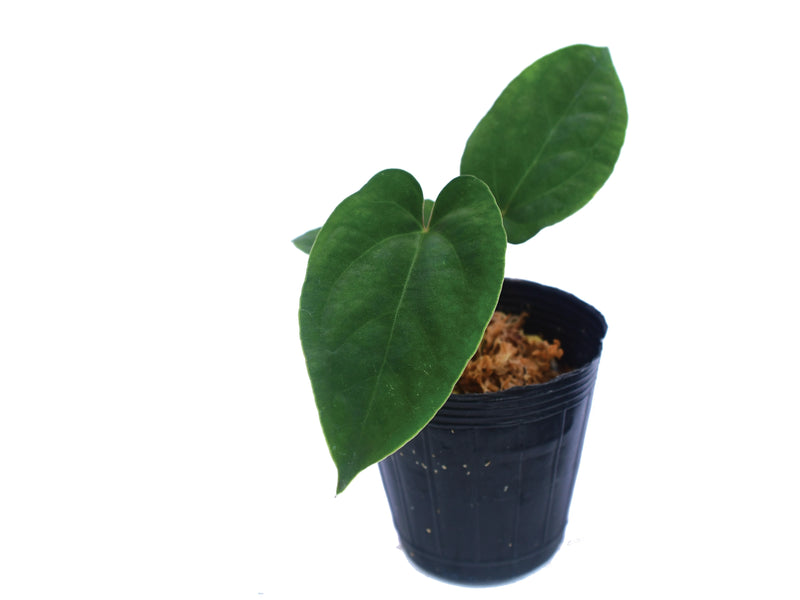 その他観葉植物 Anthurium dressleri Anthurium dressleri seedling — Ecuagenera Orquídeas del Ecuador