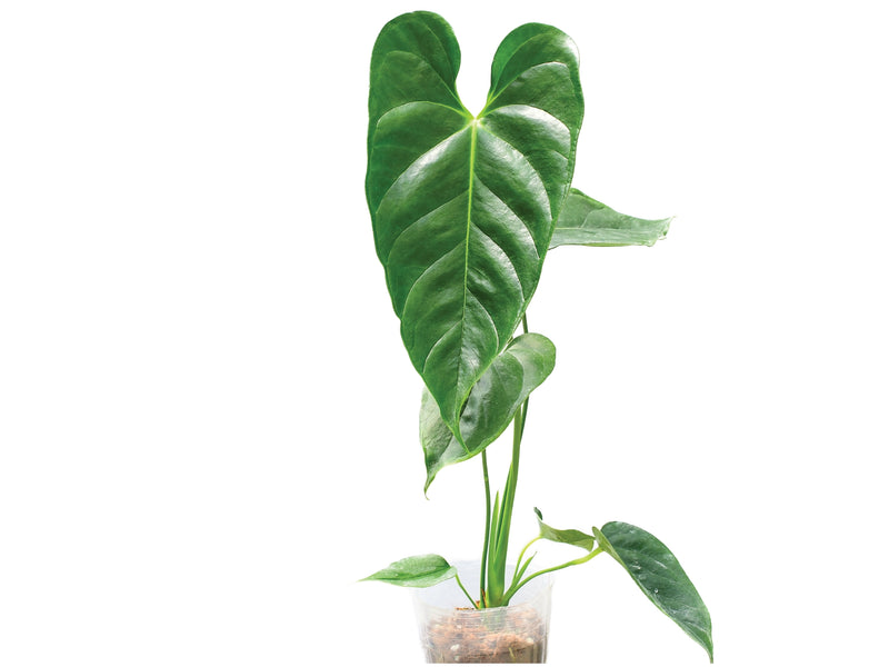 anthurium esmeraldense Anthurium esmeraldense